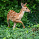 brown and white spotted deer on green grass during daytime